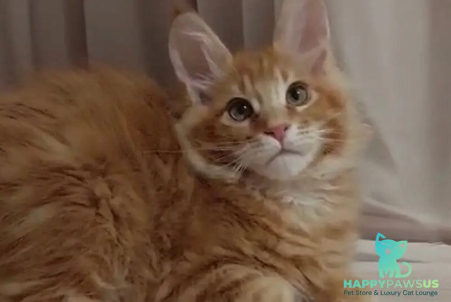 Gellik Maine Coon male red ticked tabby - live animals