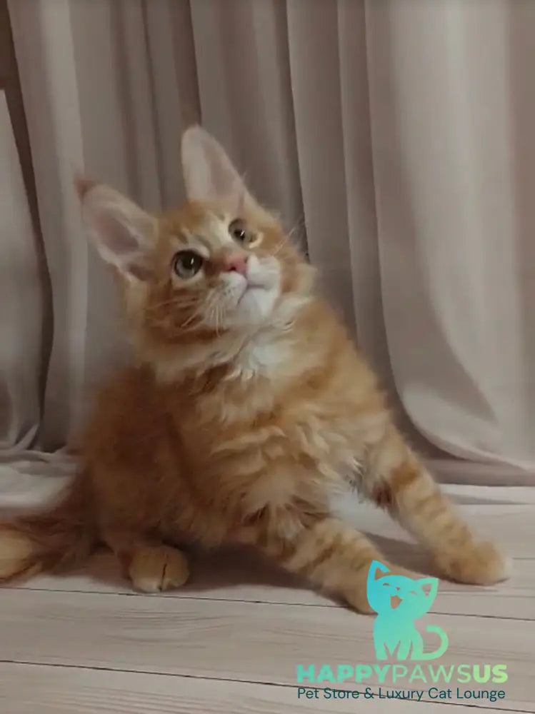 Gellik Maine Coon male red ticked tabby - live animals