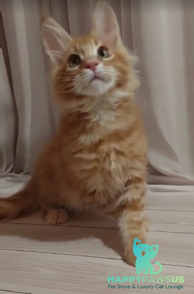 Gellik Maine Coon male red ticked tabby - live animals