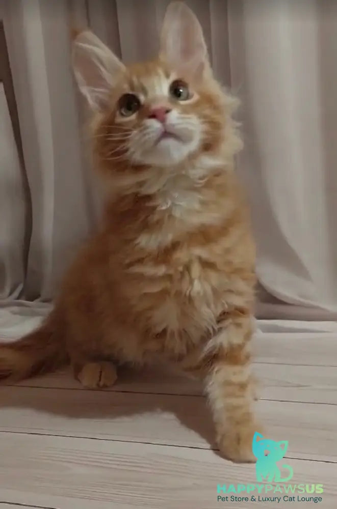 Gellik Maine Coon male red ticked tabby - live animals