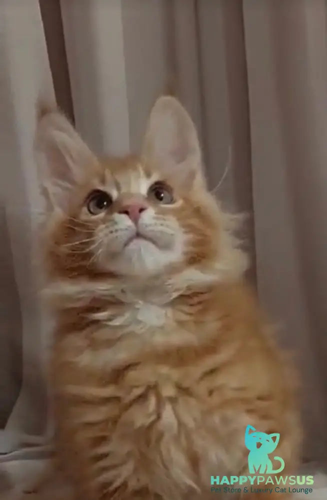 Gellik Maine Coon male red ticked tabby - live animals