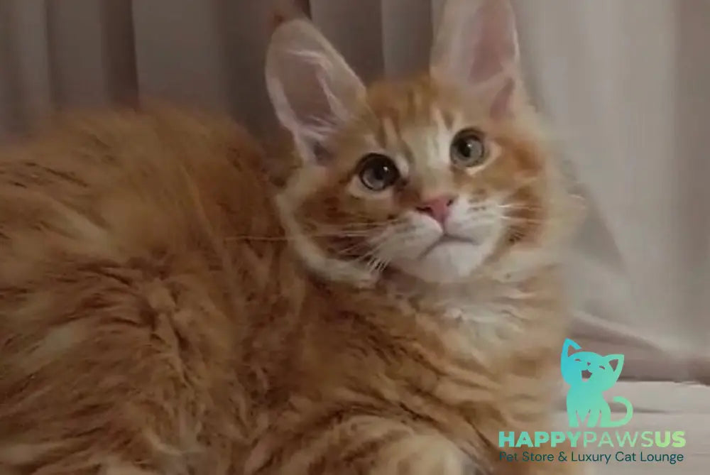 Gellik Maine Coon male red ticked tabby - live animals