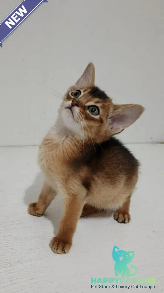 Gemma Abyssinian female ruddy - live animals