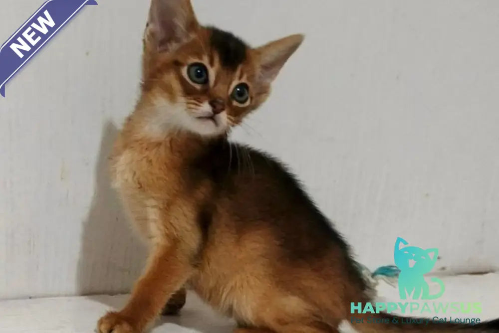 Gemma Abyssinian female ruddy - live animals