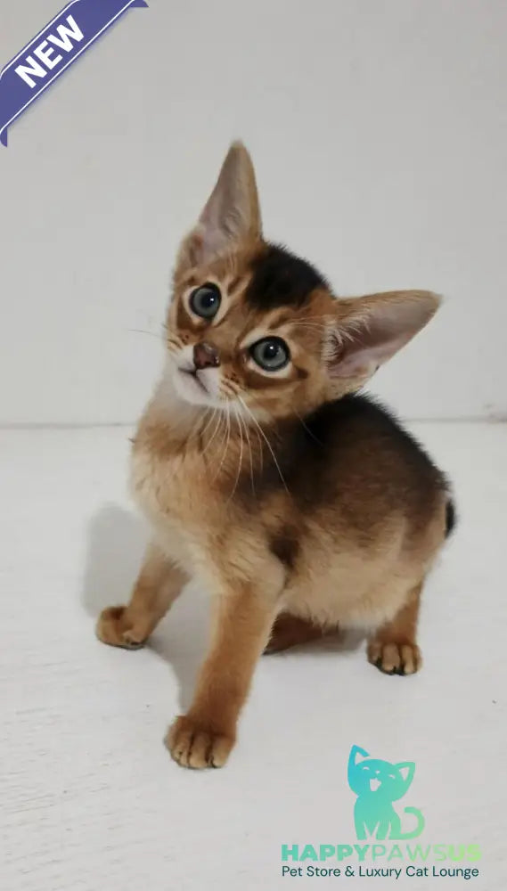 Gemma Abyssinian female ruddy - live animals