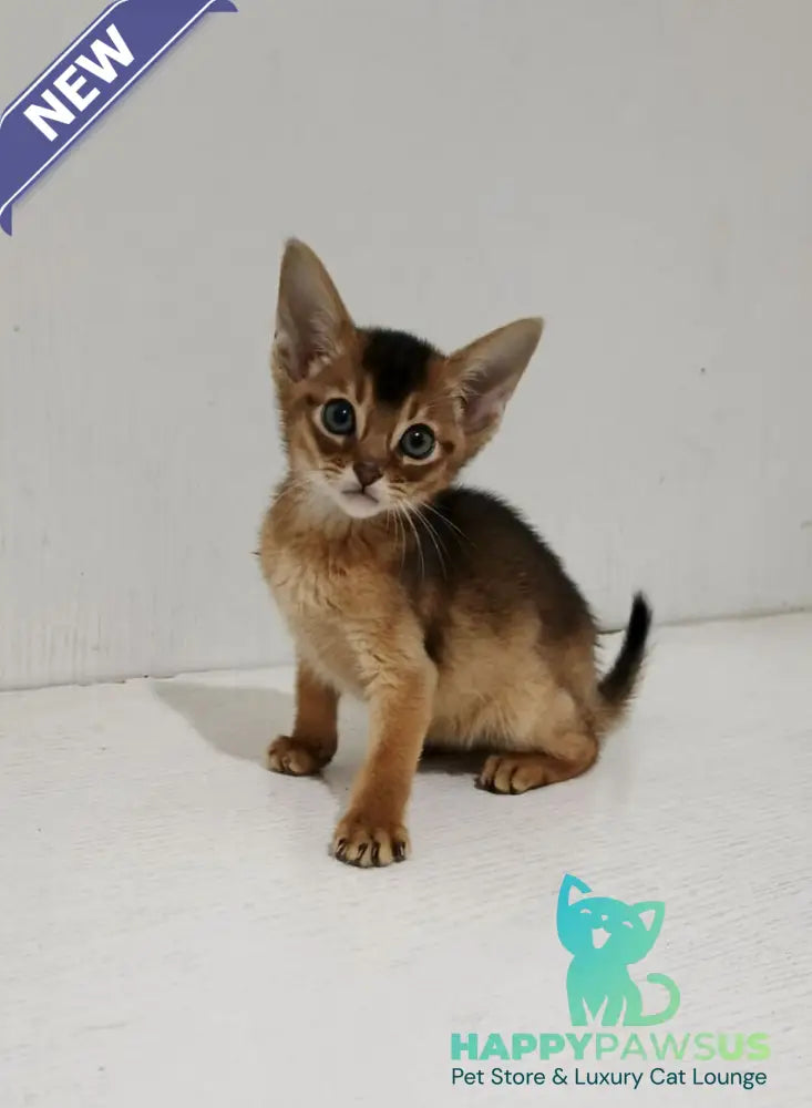 Gemma Abyssinian female ruddy - live animals