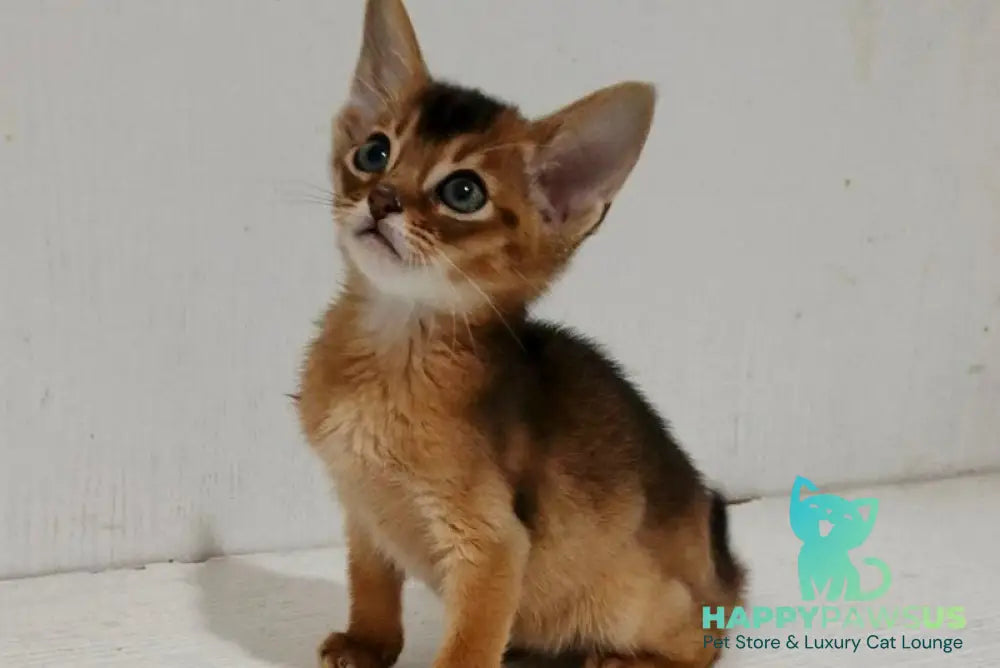 Gemma Abyssinian female ruddy - live animals