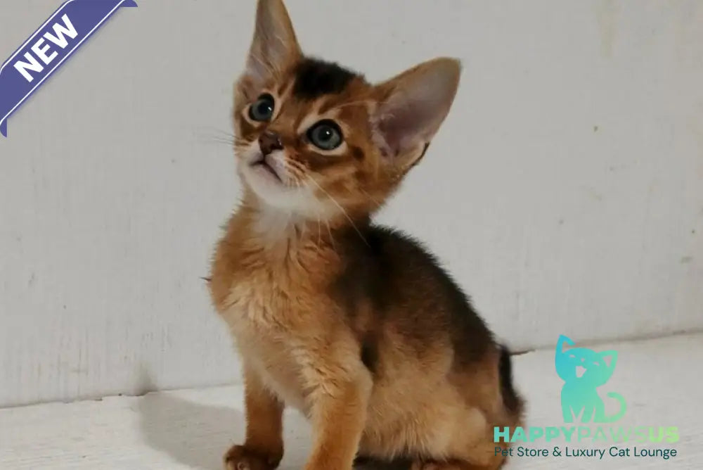 Gemma Abyssinian female ruddy - live animals