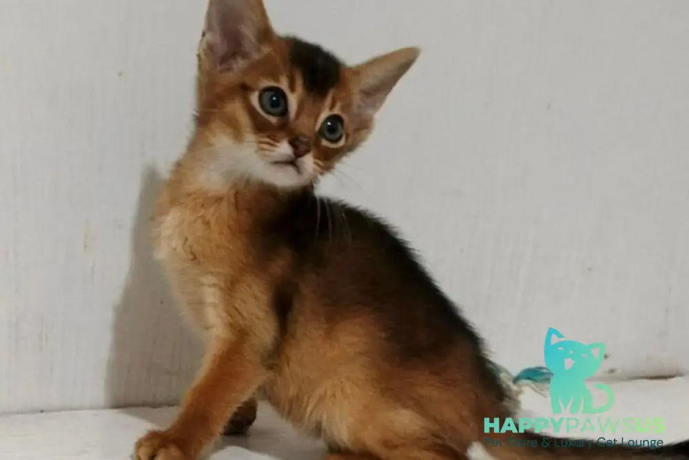 Gemma Abyssinian female ruddy - live animals
