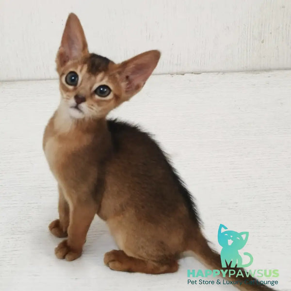Gemma Abyssinian female ruddy - live animals