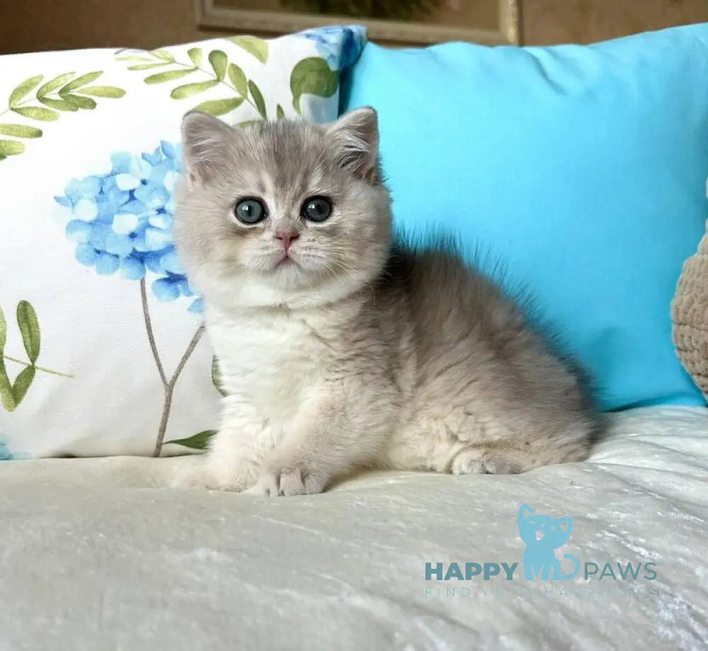 Gemma British Shorthair female blue golden chinchilla live animals