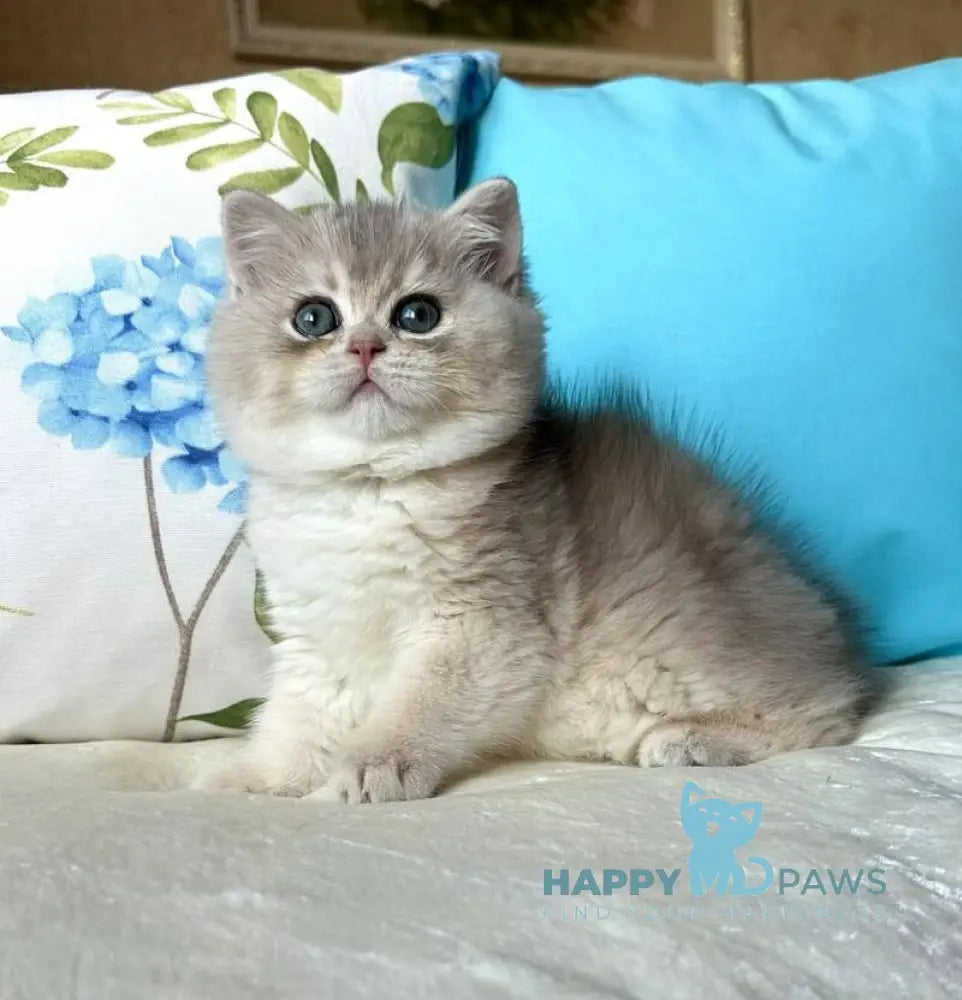 Gemma British Shorthair female blue golden chinchilla live animals