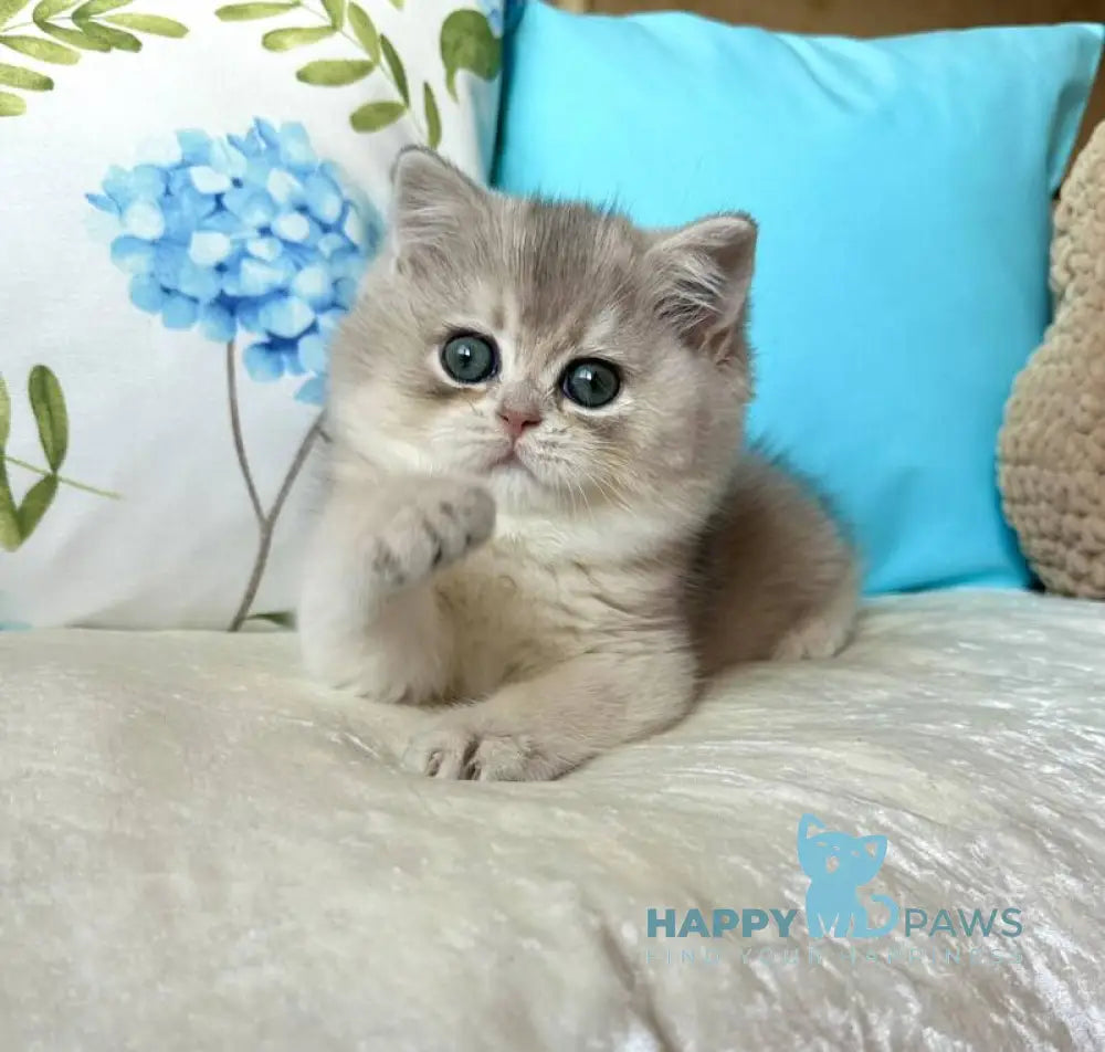 Gemma British Shorthair female blue golden chinchilla live animals