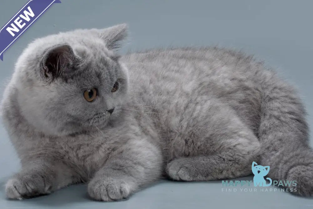 Gemma British Shorthair female blue live animals