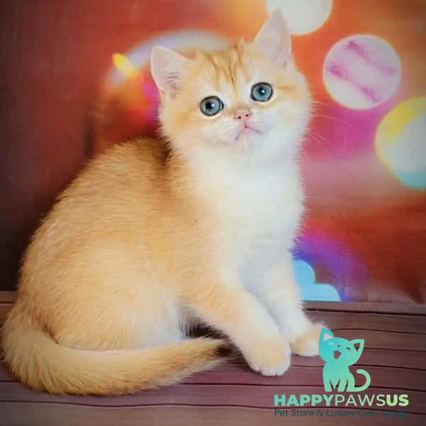 Gemma British Shorthair female chocolate golden chinchilla - live animals