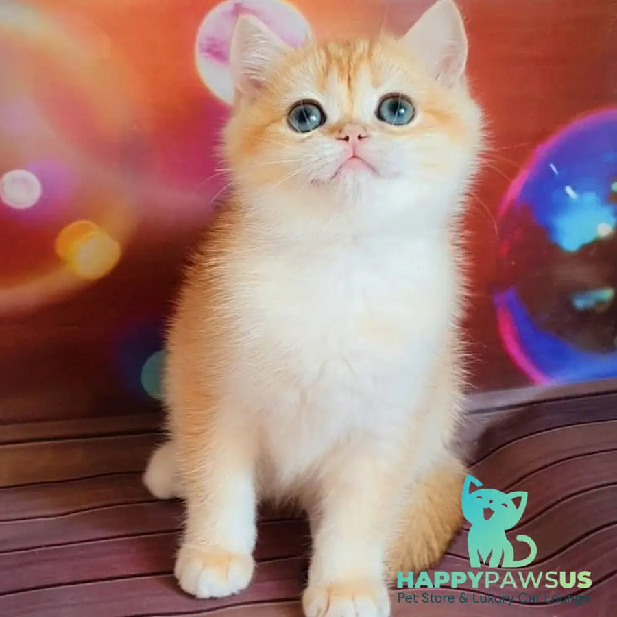 Gemma British Shorthair female chocolate golden chinchilla - live animals