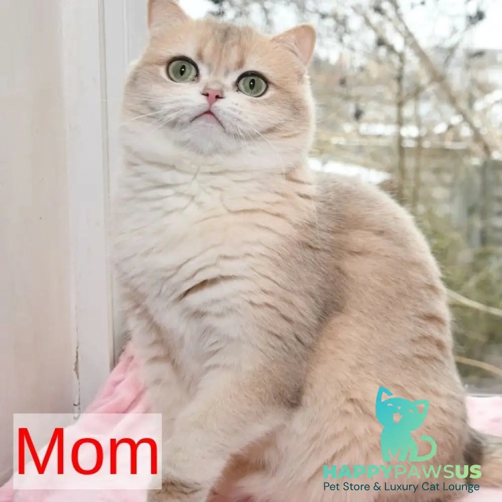 Gemma British Shorthair female chocolate golden chinchilla - live animals