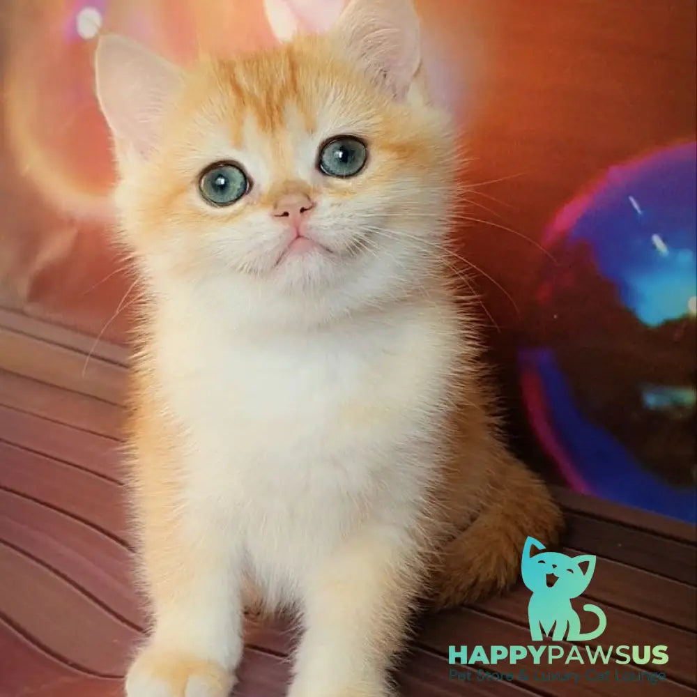Gemma British Shorthair female chocolate golden chinchilla - live animals