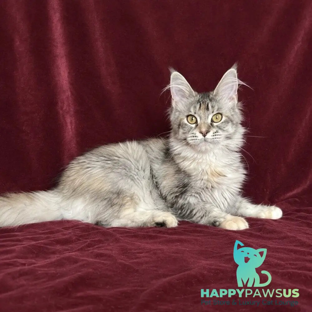 Gemma Maine Coon female black tortie silver ticked tabby - live animals