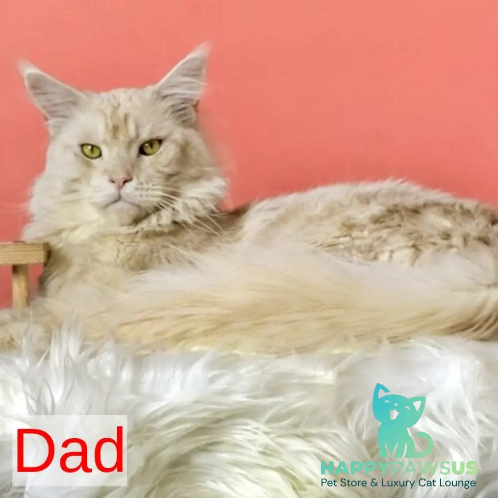 Gemma Maine Coon female black tortie silver ticked tabby - live animals
