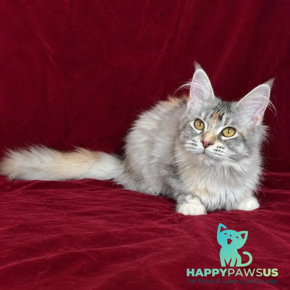 Gemma Maine Coon female black tortie silver ticked tabby - live animals