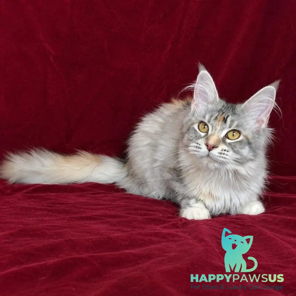 Gemma Maine Coon female black tortie silver ticked tabby - live animals