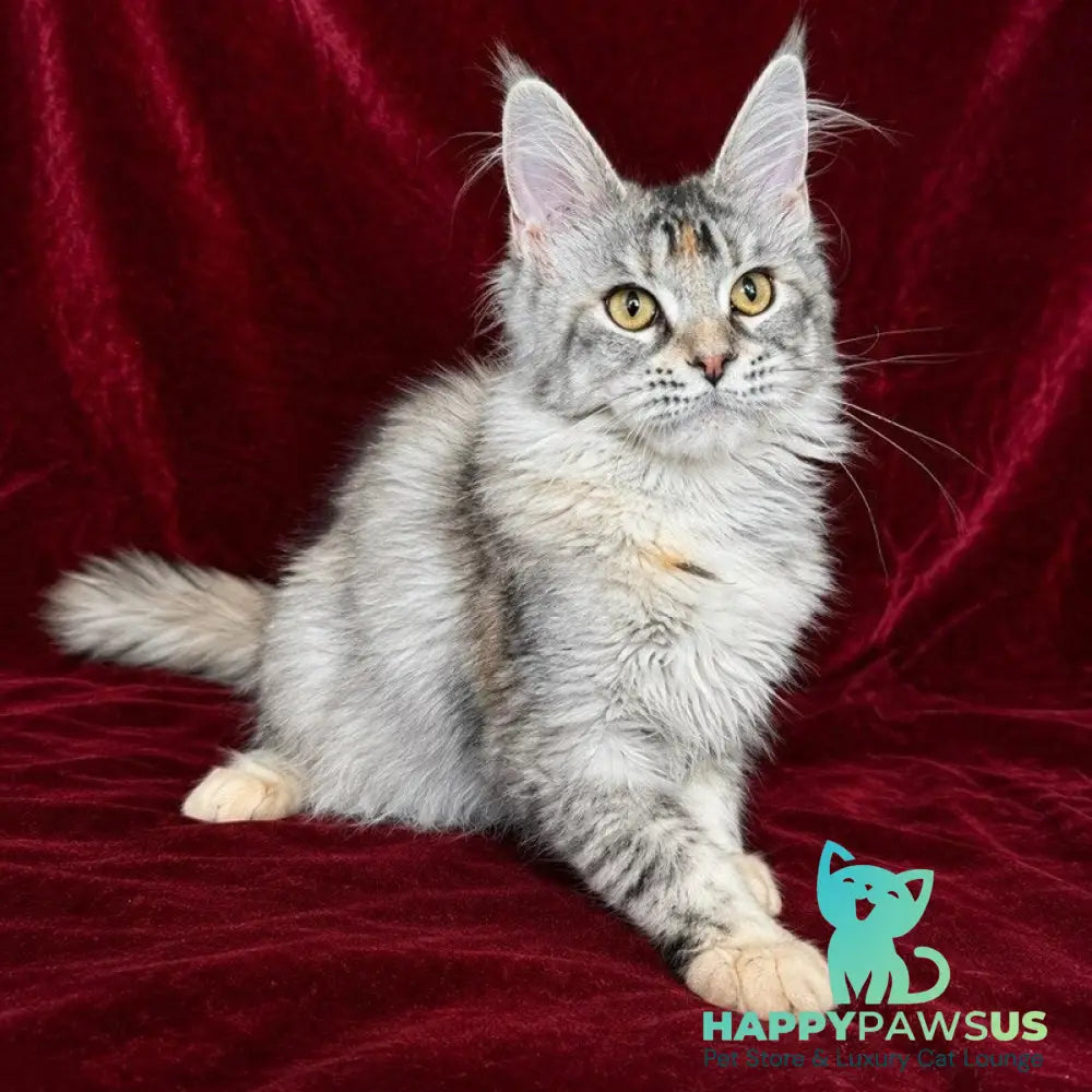 Gemma Maine Coon female black tortie silver ticked tabby - live animals