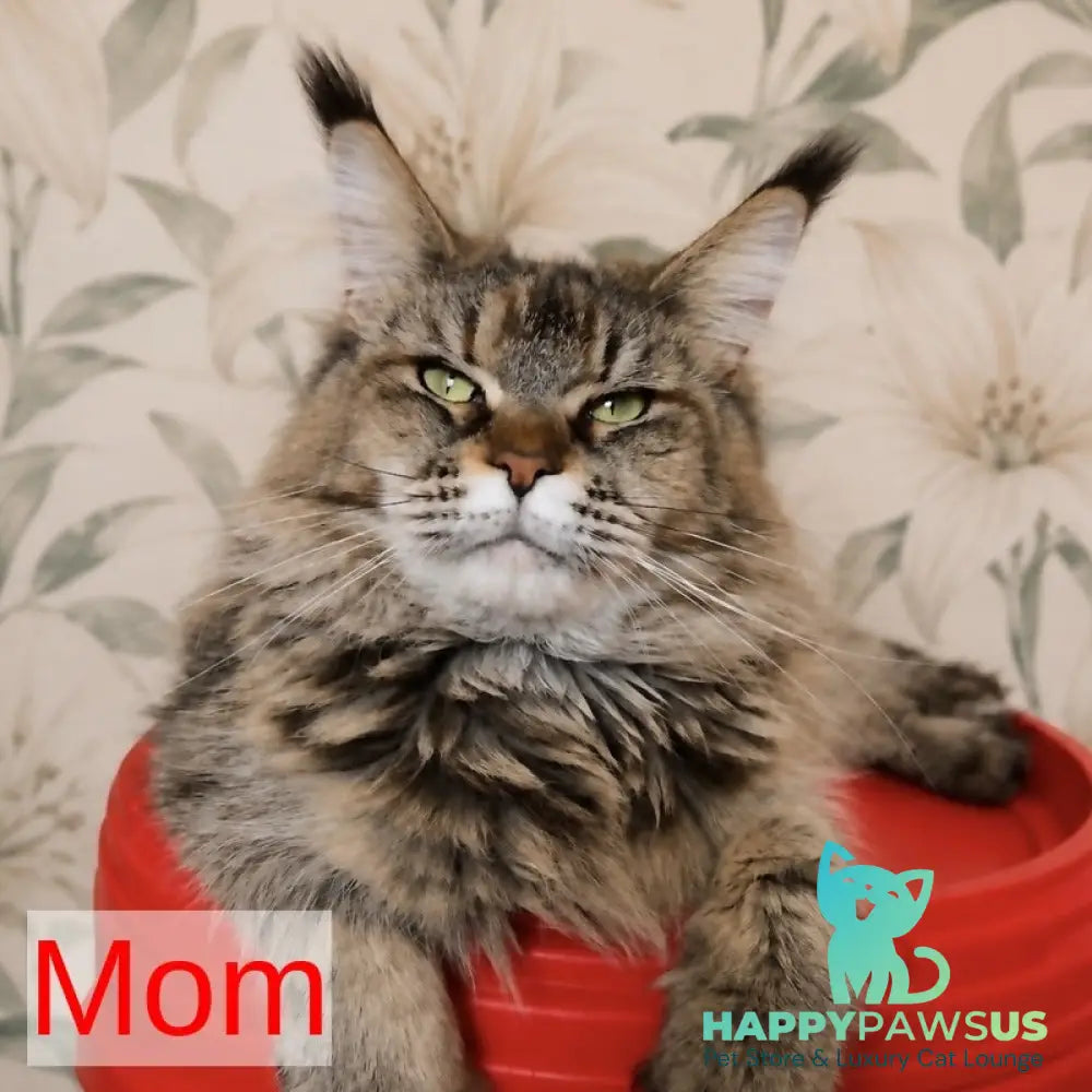 Gemma Maine Coon female black tortie silver ticked tabby - live animals