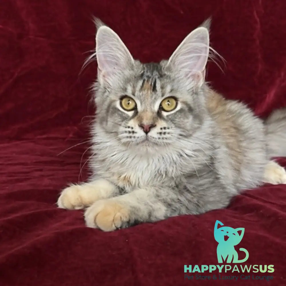 Gemma Maine Coon female black tortie silver ticked tabby - live animals