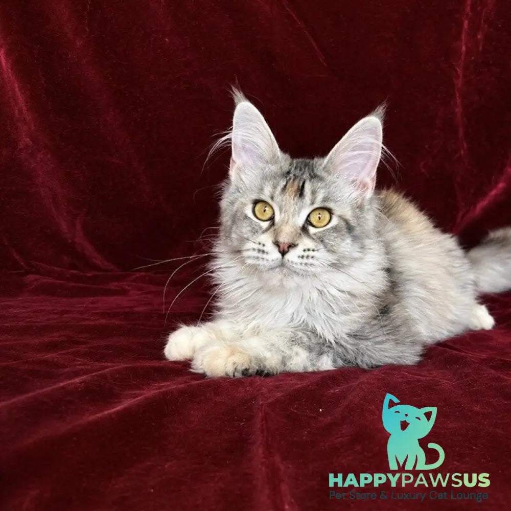 Gemma Maine Coon female black tortie silver ticked tabby - live animals
