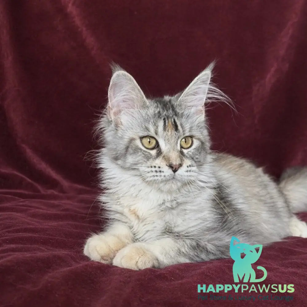 Gemma Maine Coon female black tortie silver ticked tabby - live animals