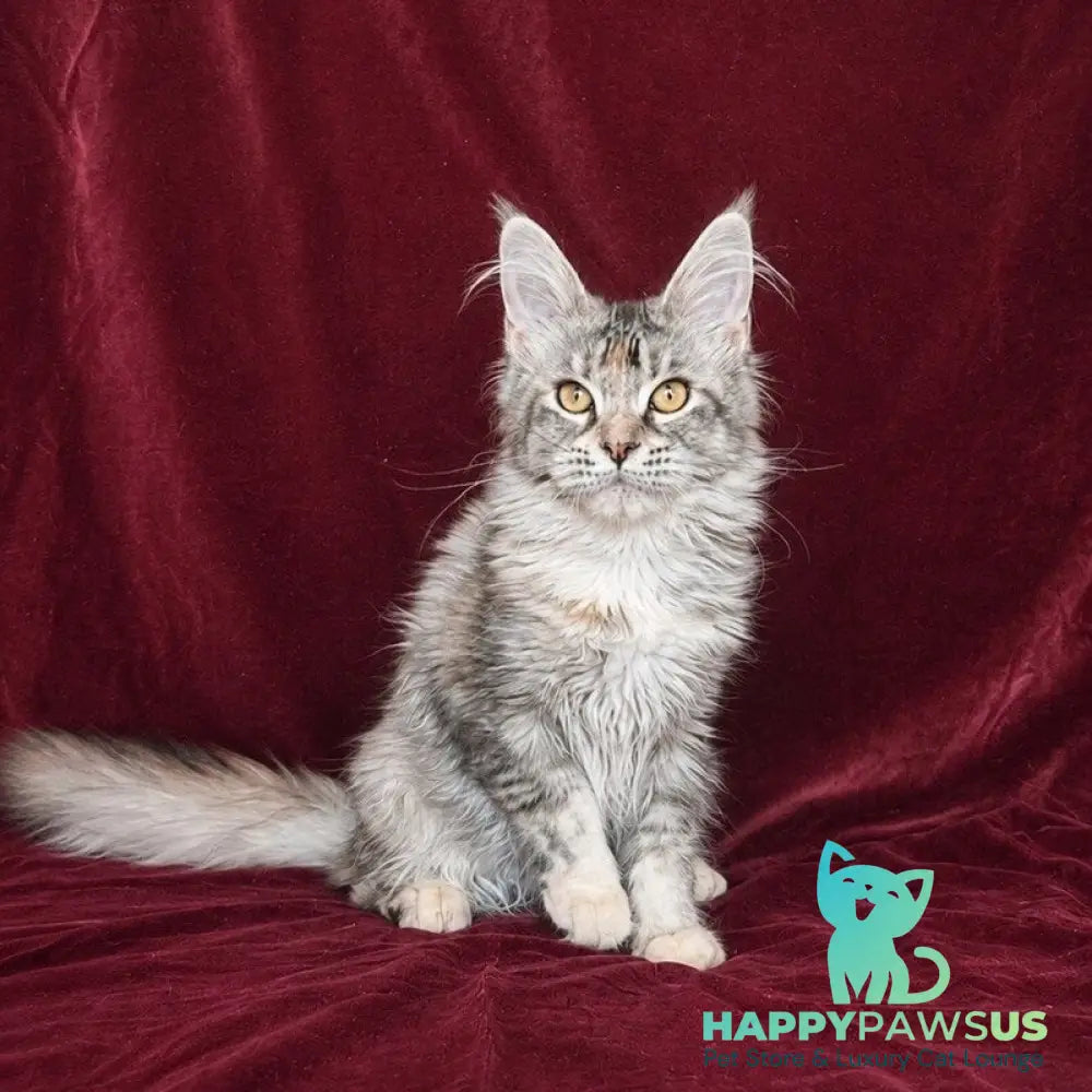Gemma Maine Coon female black tortie silver ticked tabby - live animals