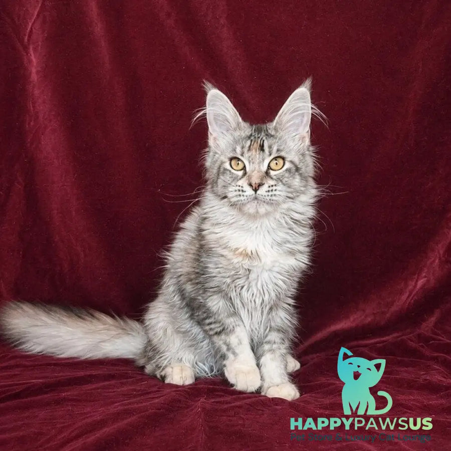 Gemma Maine Coon female black tortie silver ticked tabby - live animals