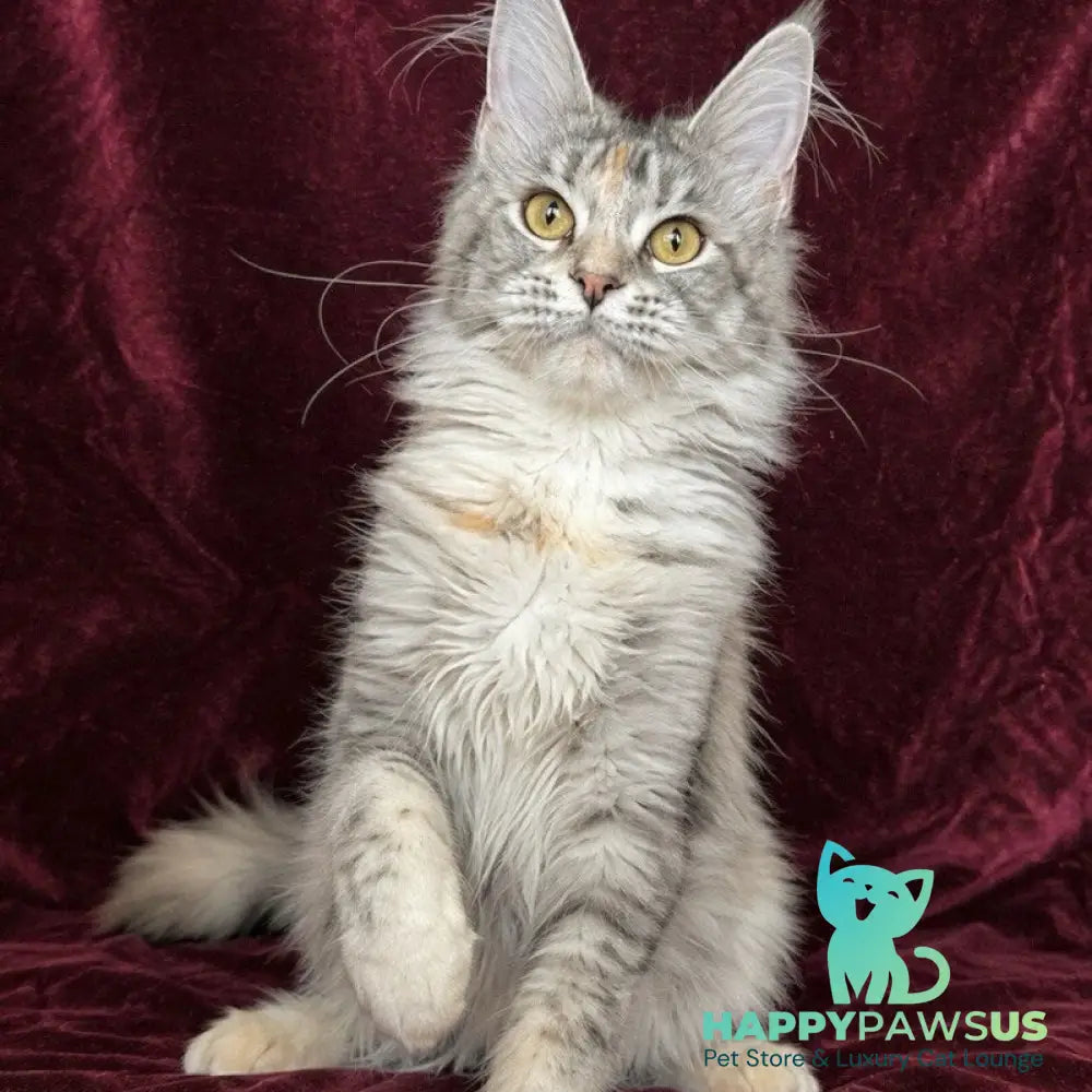 Gemma Maine Coon female black tortie silver ticked tabby - live animals