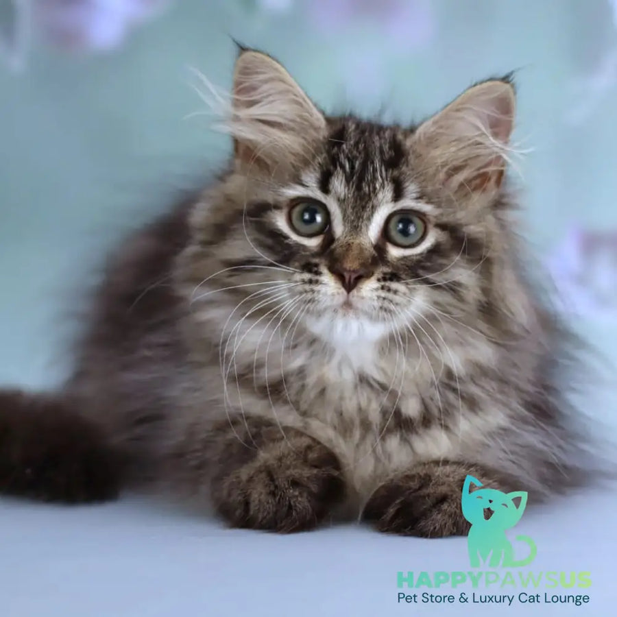 Gemma Siberian female black spotted tabby - live animals