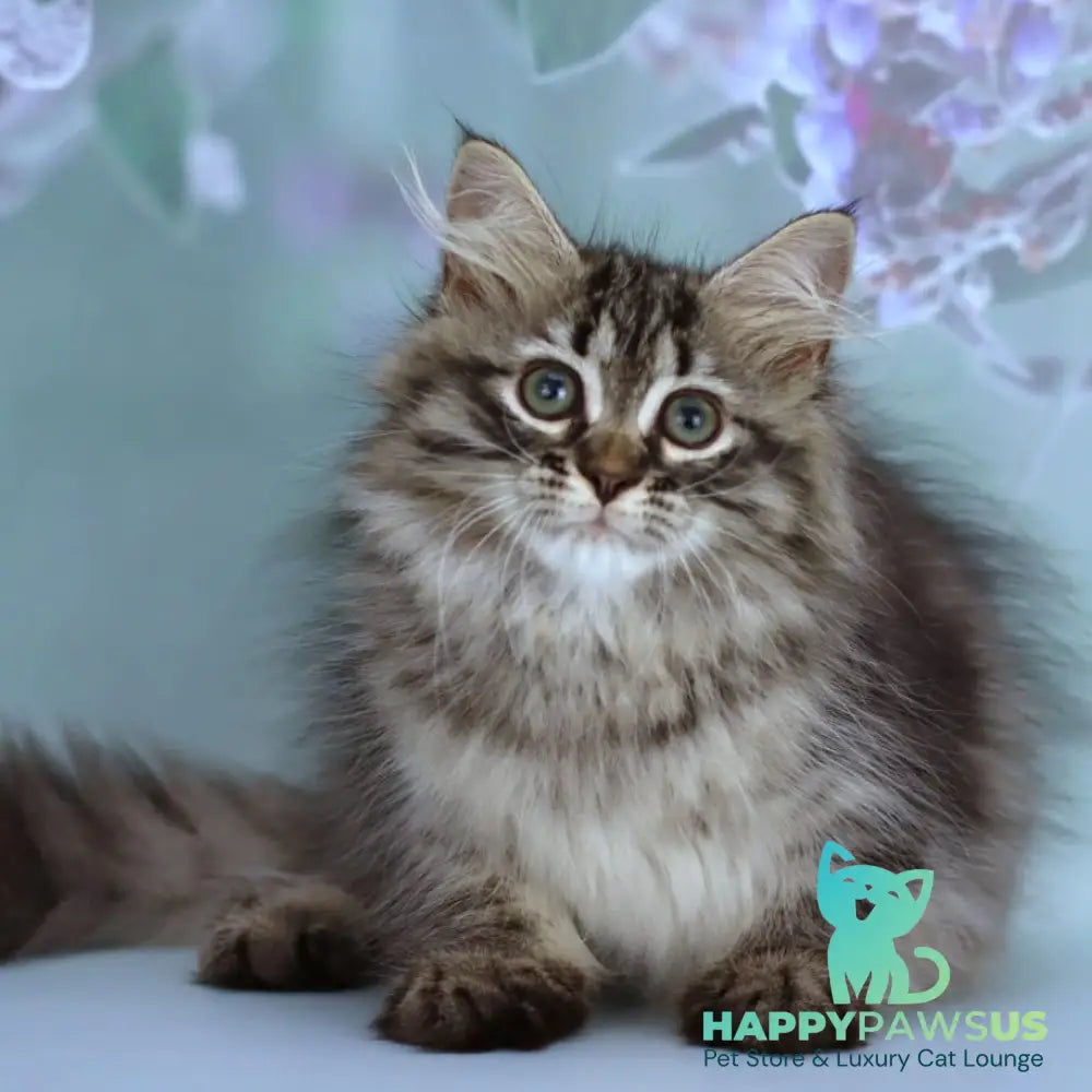 Gemma Siberian female black spotted tabby - live animals