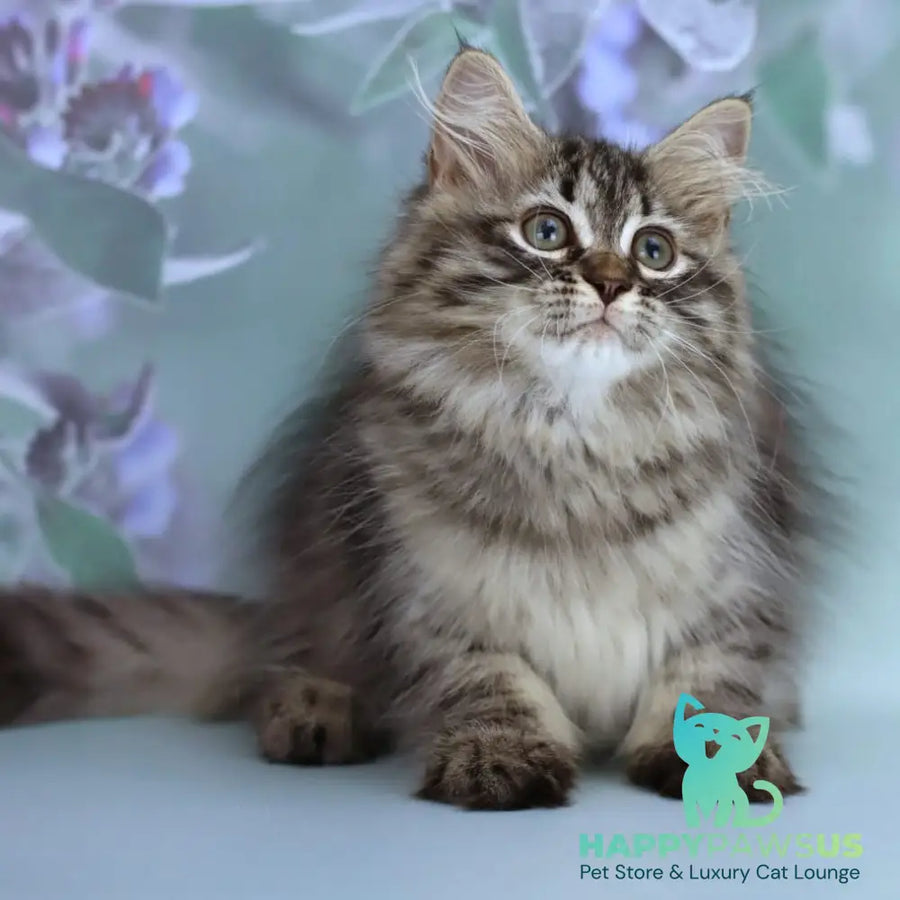 Gemma Siberian female black spotted tabby - live animals