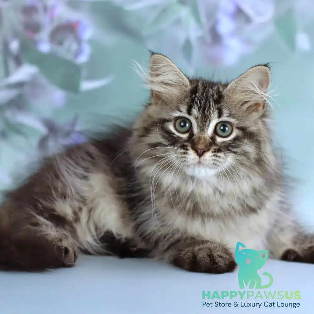 Gemma Siberian female black spotted tabby - live animals