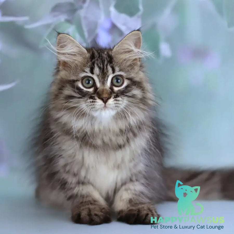 Gemma Siberian female black spotted tabby - live animals