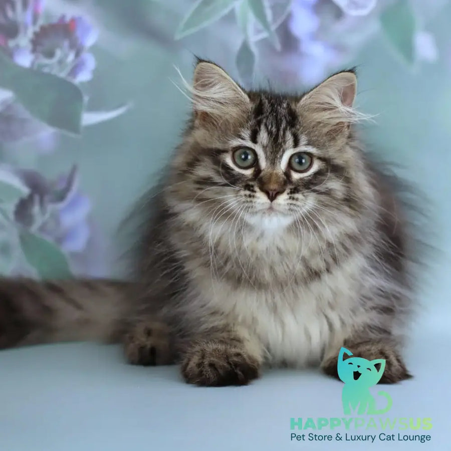 Gemma Siberian female black spotted tabby - live animals
