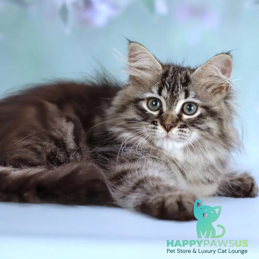 Gemma Siberian female black spotted tabby - live animals