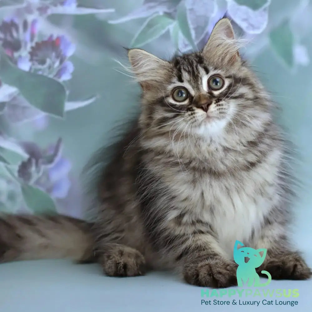 Gemma Siberian female black spotted tabby - live animals