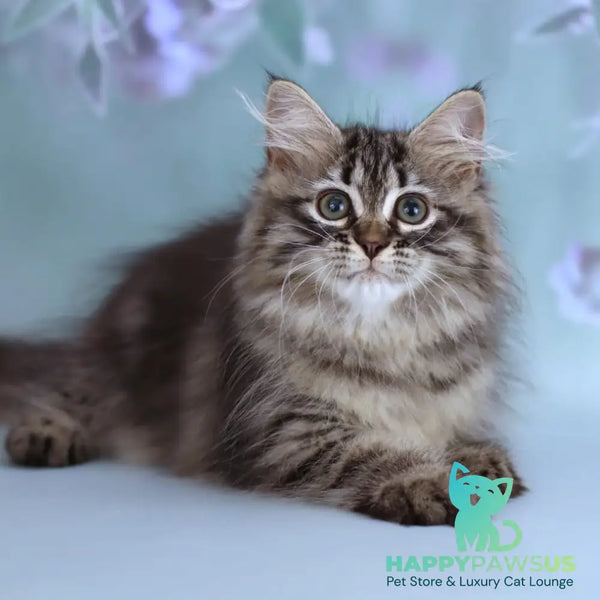 Gemma Siberian female black spotted tabby - live animals