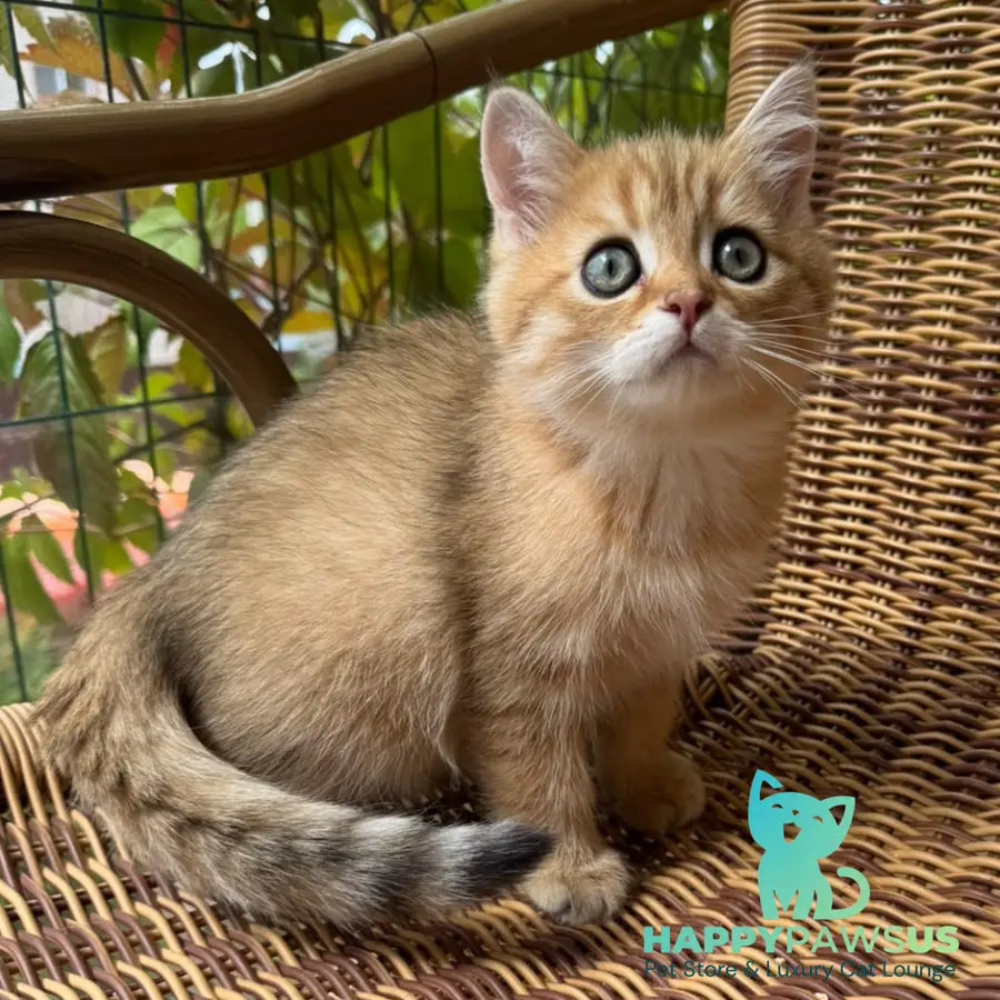 Gena Scottish Straight male black golden shaded - live animals