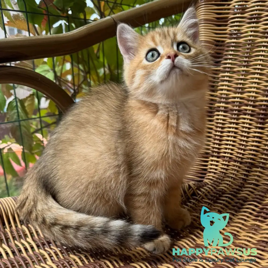 Gena Scottish Straight male black golden shaded - live animals