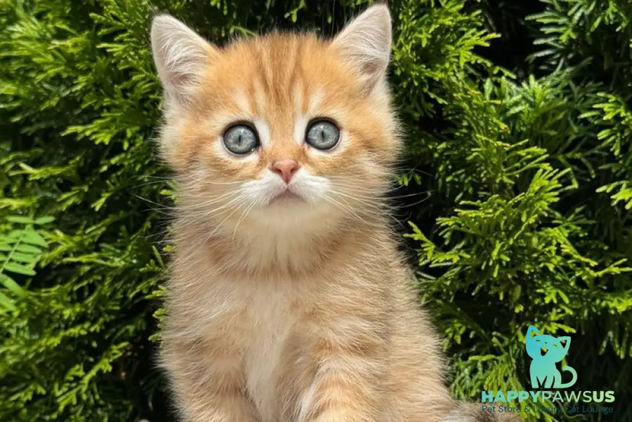 Gena Scottish Straight male black golden shaded - live animals
