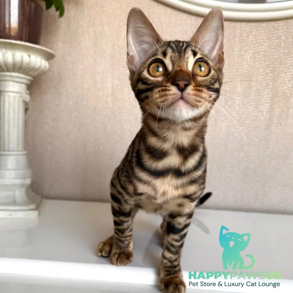 Genesis Bengal female black spotted tabby - live animals