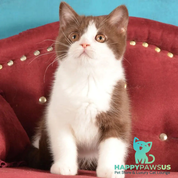 Geneva British Shorthair female chocolate bicolour - live animals