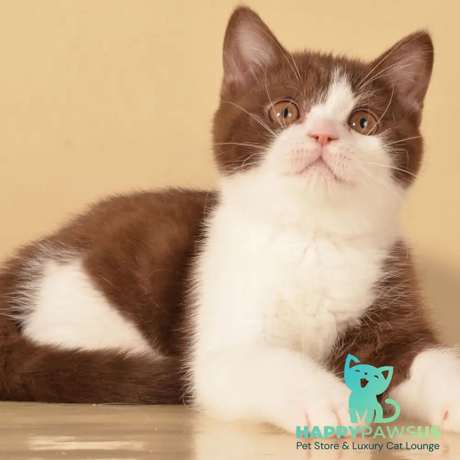 Geneva British Shorthair female chocolate bicolour - live animals