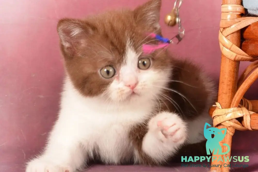Geneva British Shorthair female chocolate bicolour - live animals